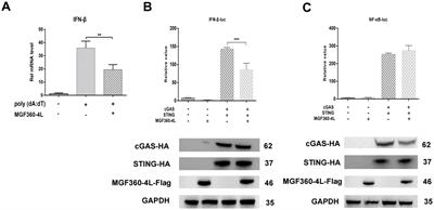 African swine fever virus MGF360-4L protein attenuates type I interferon response by suppressing the phosphorylation of IRF3